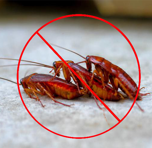 家庭消灭蟑螂的有效方法