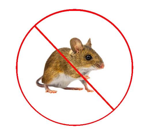 飯店滅鼠怎么選擇專業的滅老鼠公司？