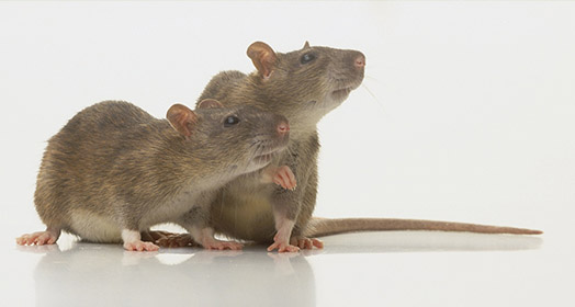 西安灭老鼠公司分享三种老鼠防治方法