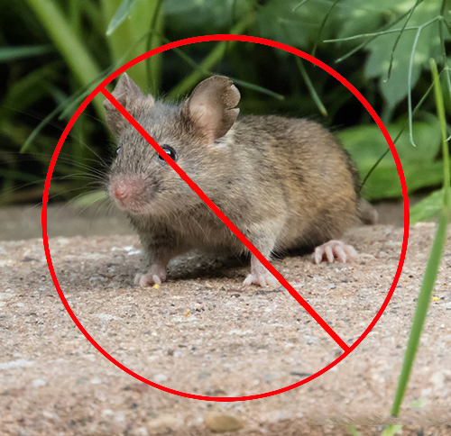 老鼠的存在會嚴重威脅人們的身體健康