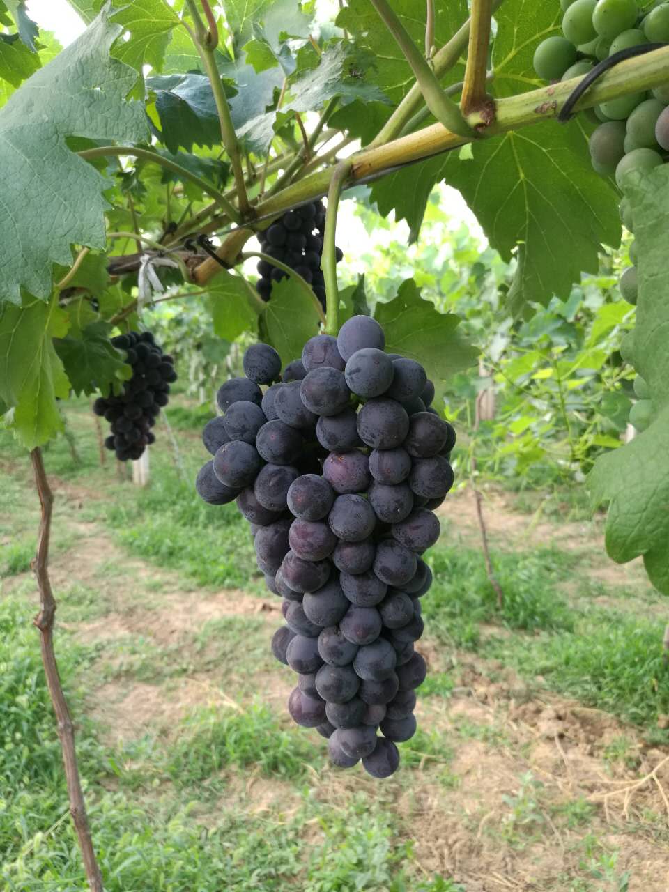 西安夏黑葡萄种植