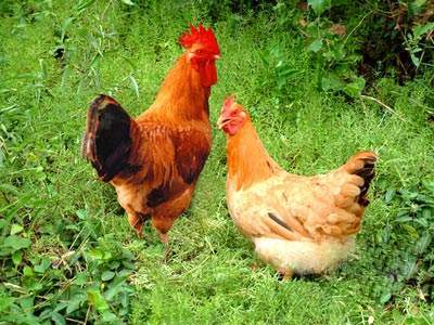 了解西安散养芦花鸡的生活习性掌握实用的养殖条件
