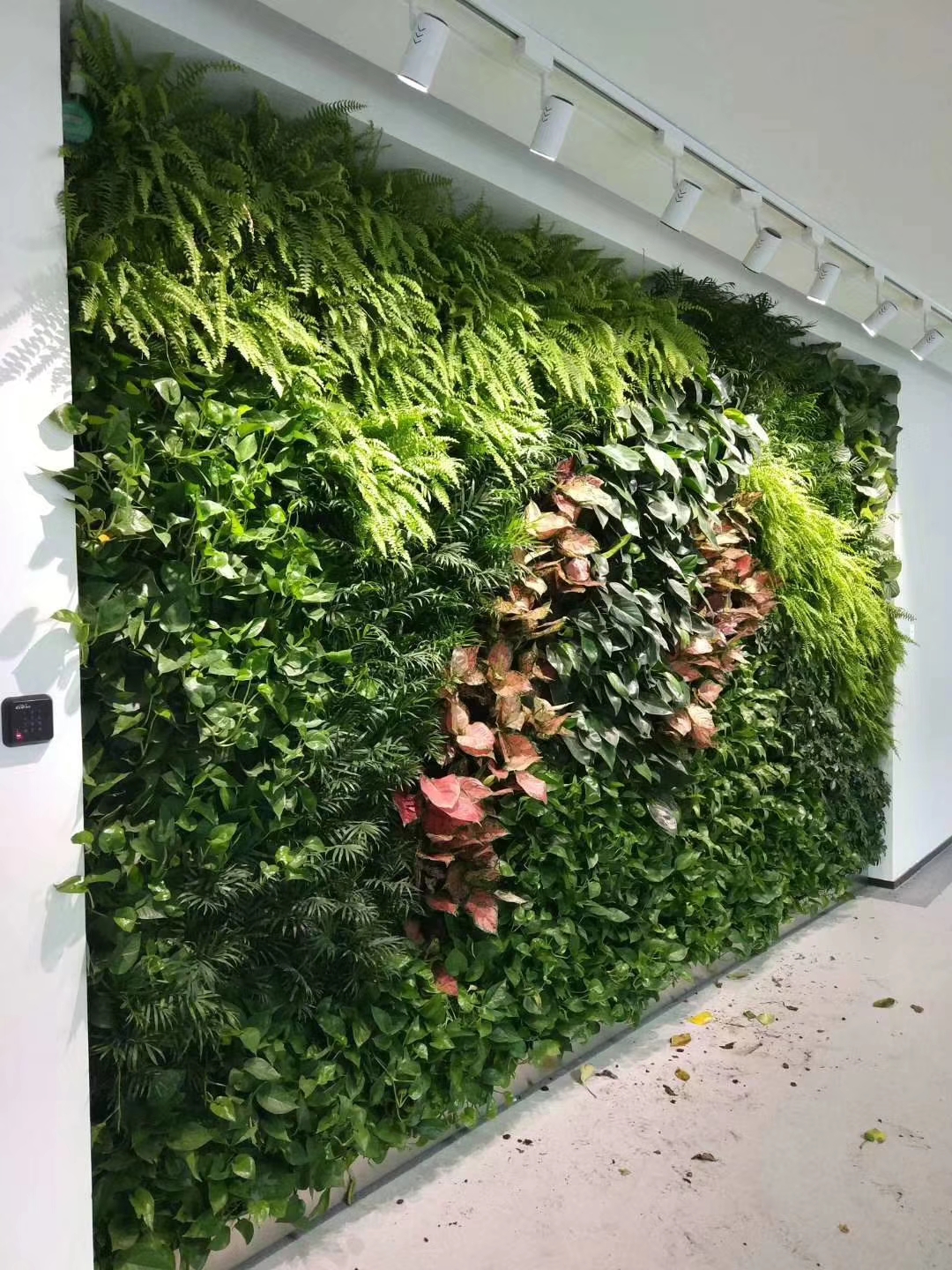 西安景观公司浅谈：家庭生态植物墙设计5大注意事项