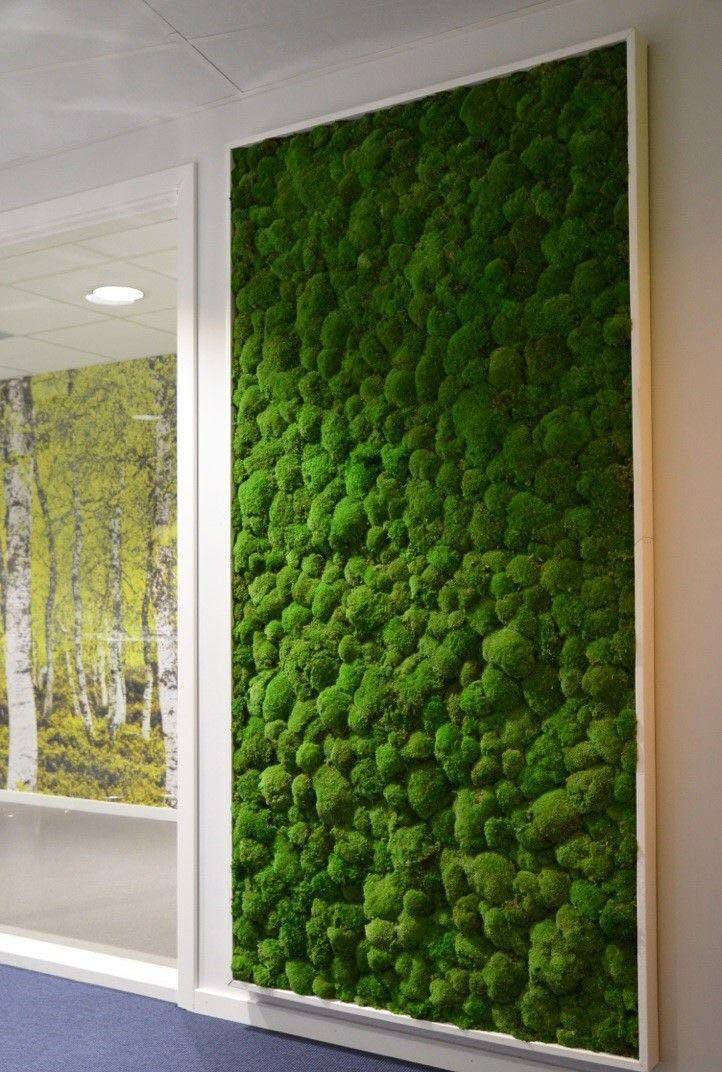 家庭苔藓植物墙