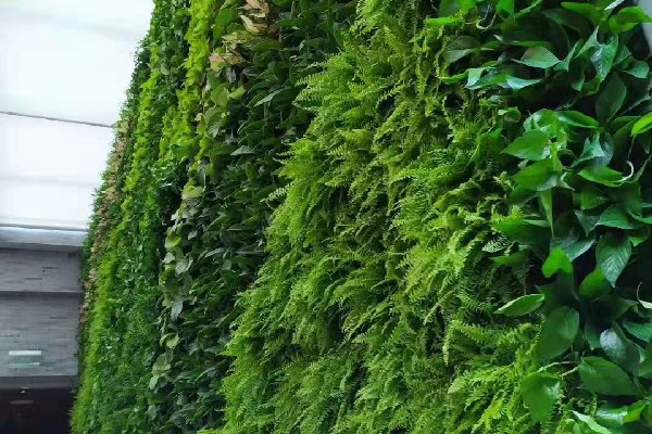 高层建筑外立体绿化植物选取