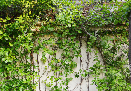 安装藤蔓型植物墙的好处