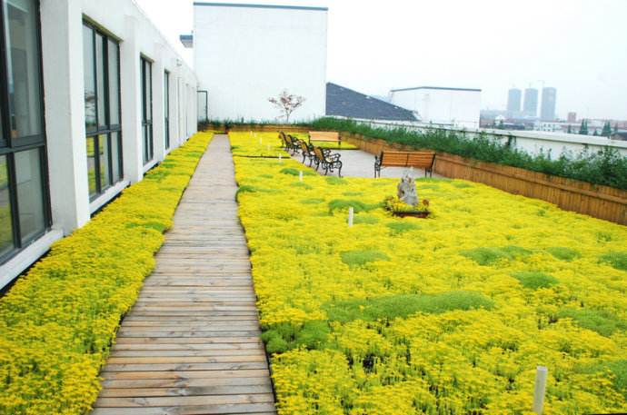 屋顶绿化植物选择的宠儿---佛甲草