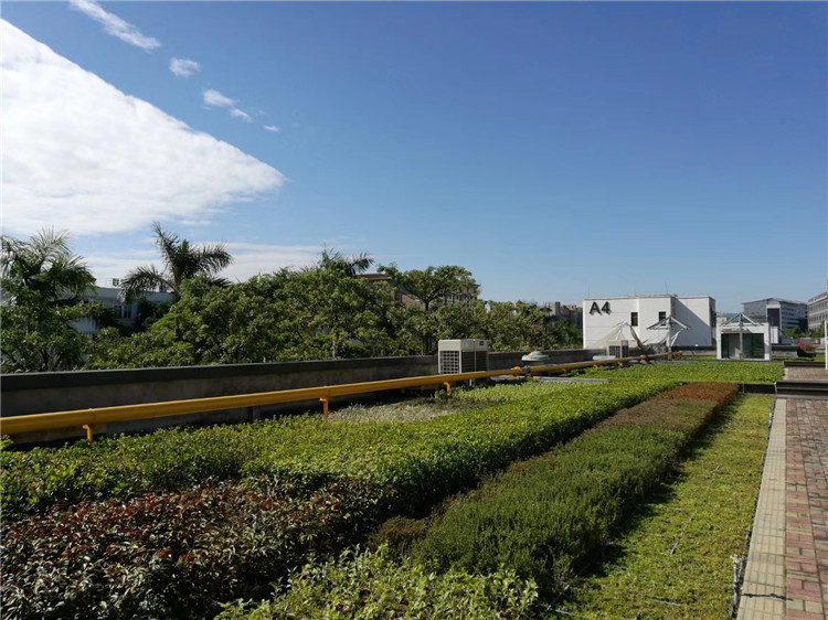 輕型屋頂綠化適合用哪些植物？