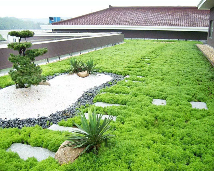屋頂綠化最常用哪些植物？