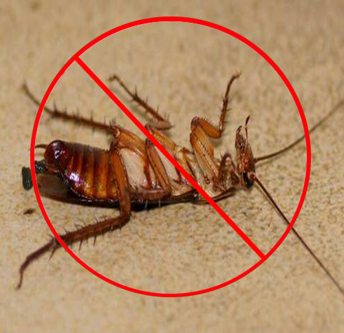 西安消杀公司分享快速灭蟑螂的方法