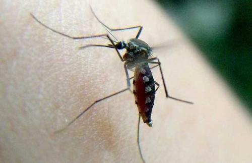 西安消杀公司浅谈不会对人身体产生危害的灭蚊子方法