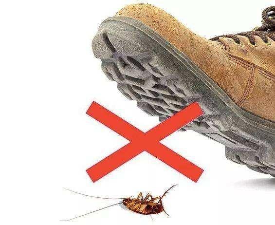 灭蟑螂不能用脚踩的原因，真相都在这！