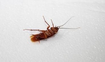 西安地区蟑螂这生物越灭越多的原因