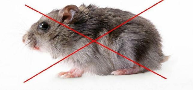 西安地区养殖场灭老鼠的方法