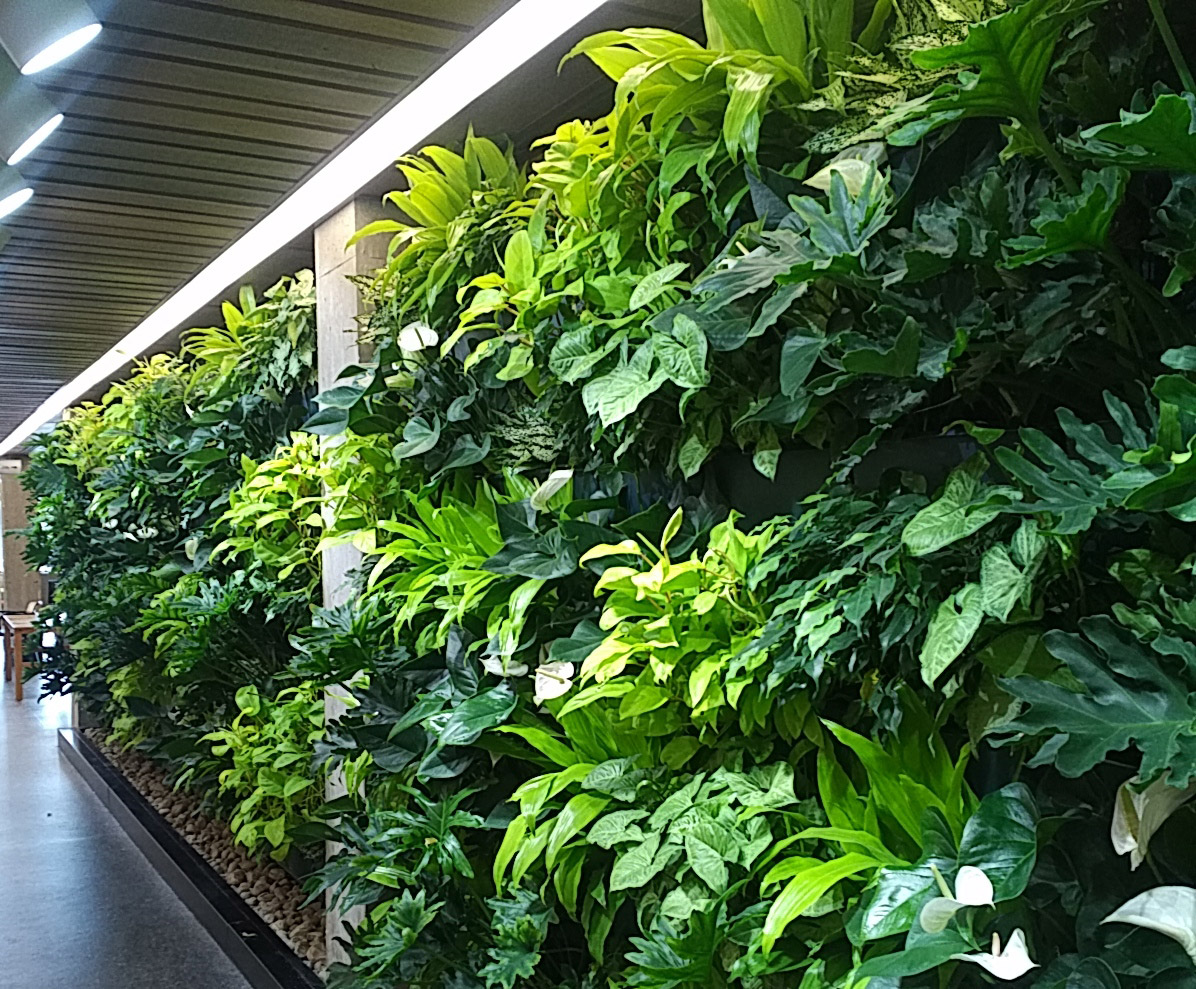 植物墙为上班族提供了有氧空间！