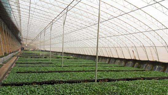 智能日光温室让市民可监控蔬菜长势