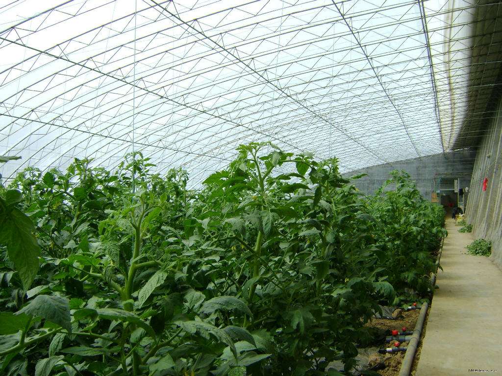 想要正确的使用日光温室的方法是怎样的呢 想要正确的使用日光温室的方法是怎样的呢