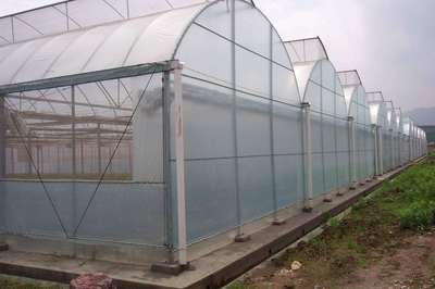 青岛/济南栽培设施日光温室具有鲜明的中国特色。