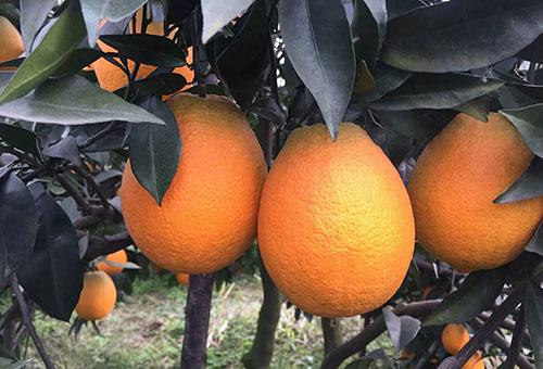 柑橘苗种植嫁接的最佳时期是什么时候？为什么呢？