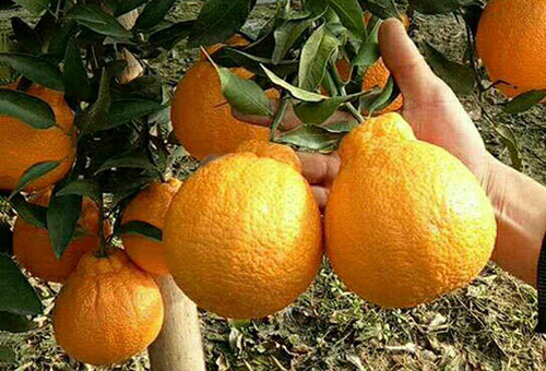 柑橘树黄叶怎么回事，求高手指点？