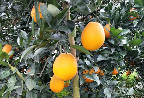 柑橘成花的调控与多胺( PAs) 和多效唑 ( PP333) 有何关系