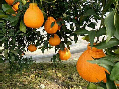 柑橘苗应该如何选择