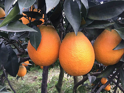柑橘苗嫁接是什么意思？具体做法是什么呢