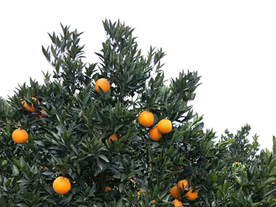 柑橘花芽分化的原因及如何促花