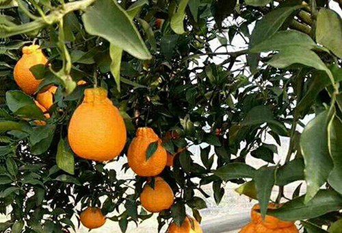 柑橘患上溃疡病后的具体表现以及防治措施