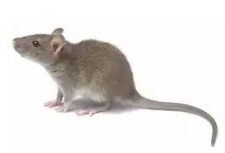 山西灭鼠公司谈及老鼠的危害及防治
