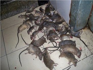 山西灭鼠公司告诉您灭鼠过程中的注意事项​