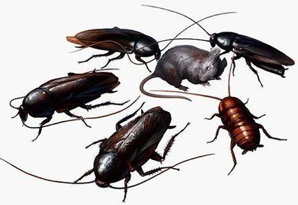 灭蟑螂有效的方法你知道几个？