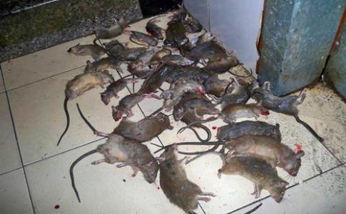 山西灭鼠公司告诉您好的灭鼠方法有哪些？