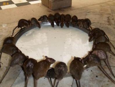 山西灭鼠公司公布灭鼠的注意事项