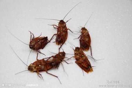 山西灭蟑螂公司分析蟑螂是是如何扩散的？