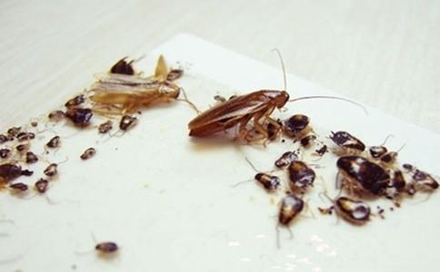 山西灭鼠灭蟑螂公司告诉您灭蟑螂有效的方法很多