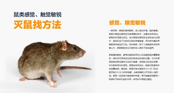 山西灭鼠灭蟑螂公司告诉您家里灭鼠的注意事项