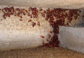 灭蟑螂有效的方法以及相关注意事项包含什么？