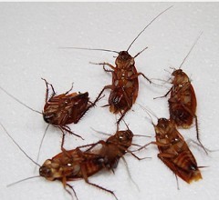 山西灭蟑螂公司为您分析如何消杀处理蟑螂