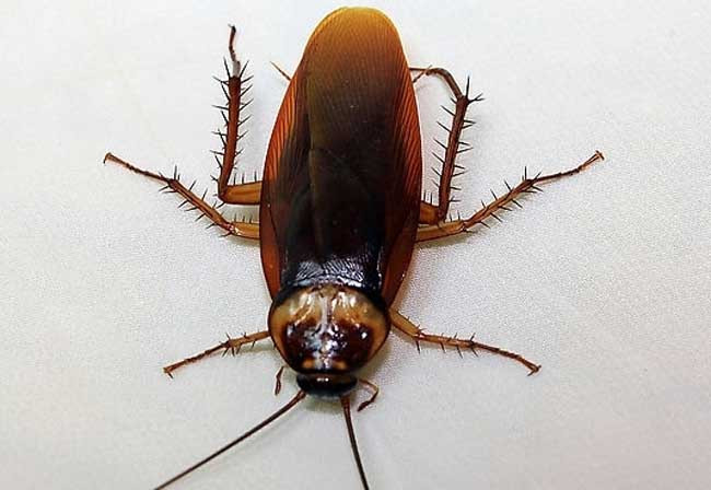 山西太原灭蟑螂公司有害生物防治工作的智能化解决方案