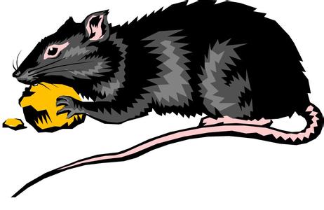 山西灭鼠公司公布灭老鼠最有效的方法