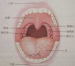 扁桃体增生儿童腺样体肥大常属生理性,婴儿出生时鼻咽部即有淋巴组织