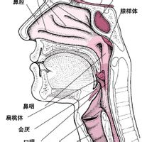 新疆一建医院为您分析声带小结症状