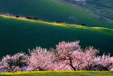 新疆旅行社邀您共赏各景点春色灿烂