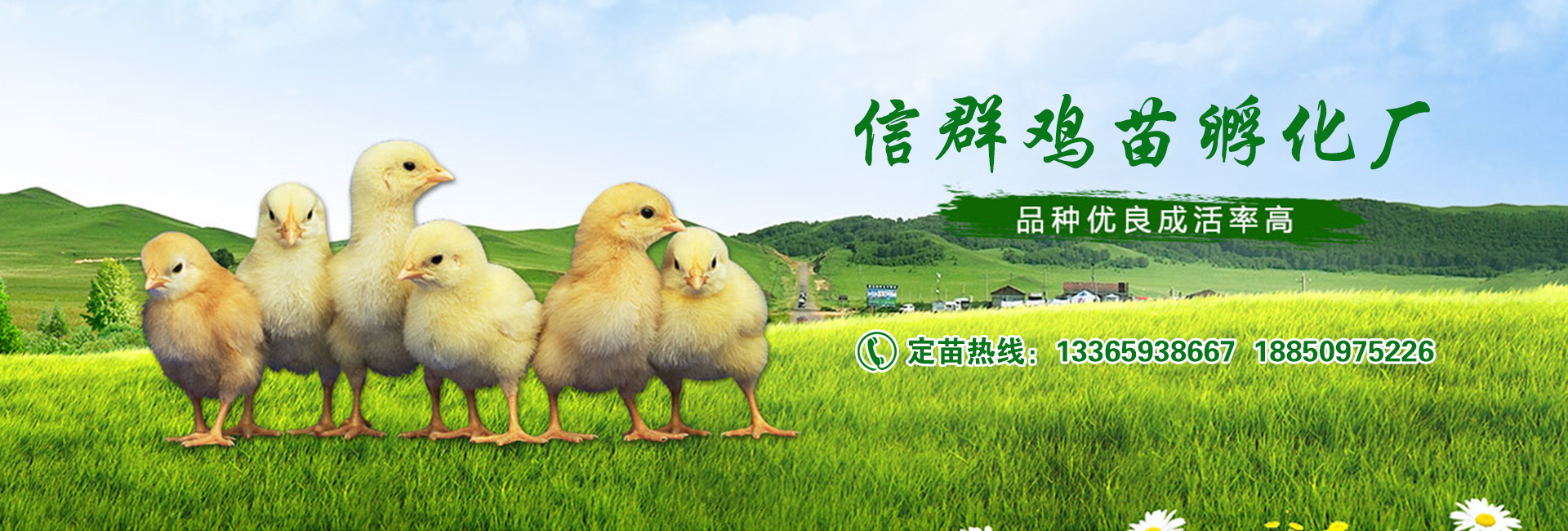 飼料添加劑對禽類的影響