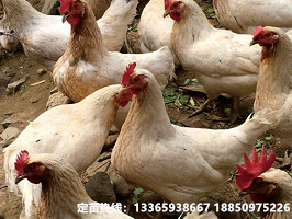 海兰灰高产蛋鸡（成品鸡出售）