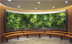 成都绿植墙：生态又美观的室内植物墙，你见过吗？