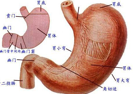 襄陽(yáng)治療胃病醫(yī)院提醒你吃的太飽容易引起胃痛