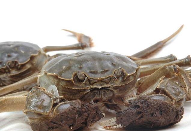蟹癡懂得優雅且科學的肢解螃蟹方法