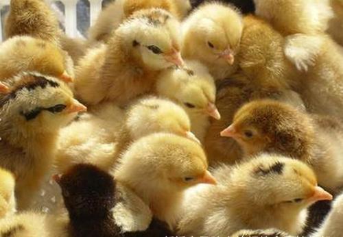 优质鸡苗能提高养殖过程中成活率